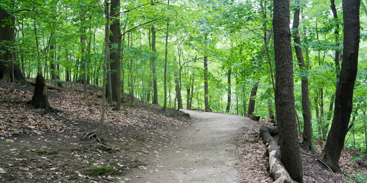 A dirt path winding through a dense forest in Frick Park, Pittsburgh, surrounded by tall trees and green foliage with scattered leaves on the ground.